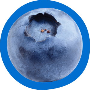 Close-up of a blueberry with a blue border