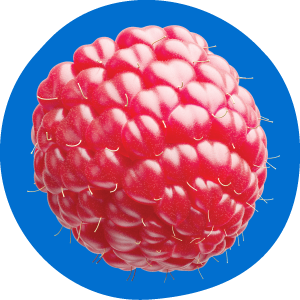 Close-up of a raspberry with a blue circle background